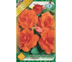 Begonia double large - Copper