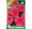 Begonia double large - Pink