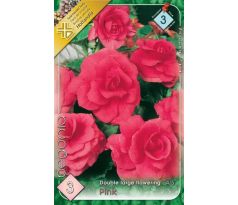 Begonia double large - Pink