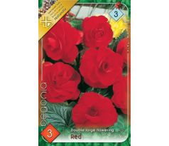 Begonia double large - Red