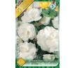 Begonia double large - White