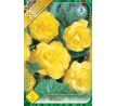 Begonia double large - Yellow