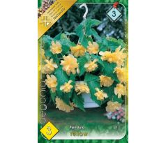 Begonia pendula - Pendula yellow