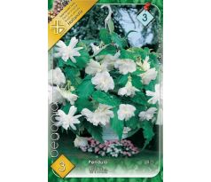 Begonia pendula - Pendula white