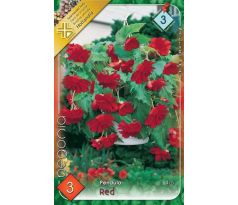 Begonia pendula - Pendula red