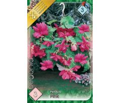 Begonia pendula - Pendula pink