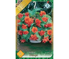 Begonia pendula - Pendula orange