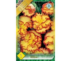Begonia - Crispa marginata yellow