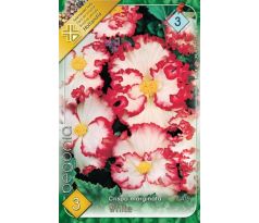 Begonia - Crispa marginata white