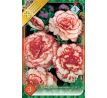 Begonia - Marmorata