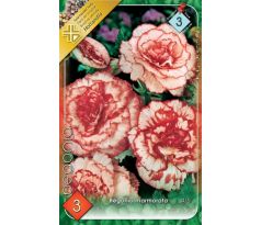 Begonia - Marmorata