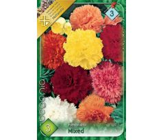 Begonia - Fimbriata mixed