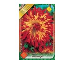 Dahlia Cactus - Vuurvogel