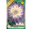 Dahlia Cactus - Veritable