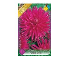 Dahlia Cactus - Purple Gem