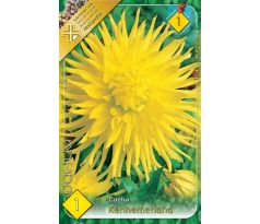 Dahlia Cactus - Kennemerland