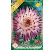 Dahlia Cactus - Hayley Jane