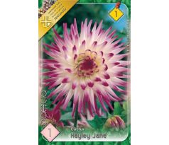 Dahlia Cactus - Hayley Jane