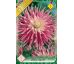 Dahlia Cactus - Good Earth