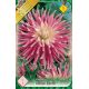 Dahlia Cactus - Good Earth