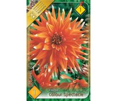 Dahlia Cactus - Colour Spectacle