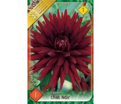 Dahlia Cactus - Chat Noir