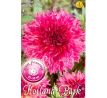 Dahlia - Myrtle´s Folly