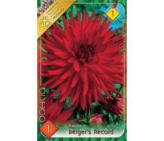 Dahlia Cactus - Berger´s Record