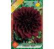 Dahlia Decorative - Arabien Night