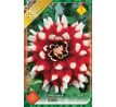 Dahlia Decorative - Duet