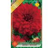 Dahlia Decorative - Garden Wonder