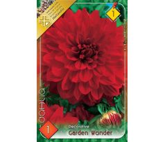 Dahlia Decorative - Garden Wonder