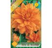 Dahlia Decorative - Glorie van Noordwijk