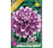 Dahlia Decorative - Mystery Day