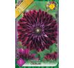 Dahlia Decorative - Osirium