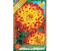 Dahlia Decorative - Procyon