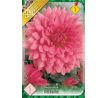 Dahlia Decorative - Rosella
