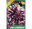 Dahlia Decorative - Tartan
