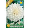 Dahlia Decorative - White Perfection