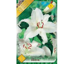 Lilium - Siberia/1 ks