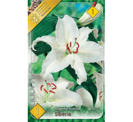 Lilium - Siberia/1 ks