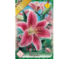 Lilium - Stargazer/1 ks