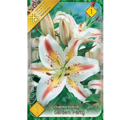 Lilium - Garden Party/1 ks