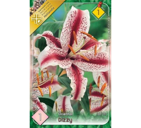 Lilium - Dizzy/1 ks