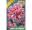 Lilium - Magic Star/1 ks