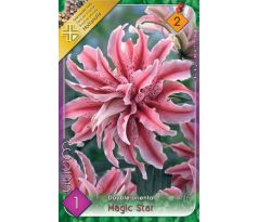 Lilium - Magic Star/1 ks