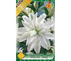 Lilium - Innocent Lady/1 ks