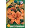 Lilium asiatic - orange/1 ks