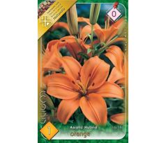 Lilium asiatic - orange/1 ks