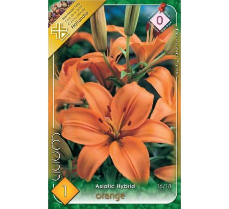 Lilium asiatic - orange/1 ks